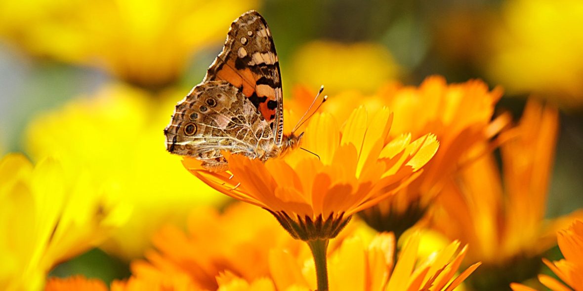 butterfly perched on the yellow petaled flower during daytime