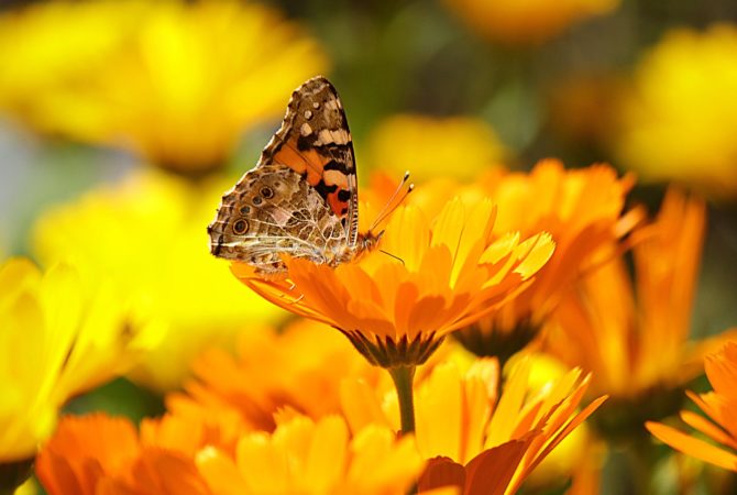 butterfly perched on the yellow petaled flower during daytime